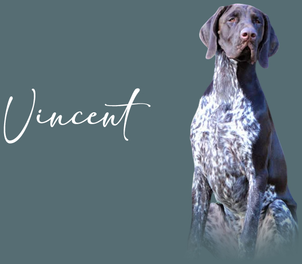 vincent